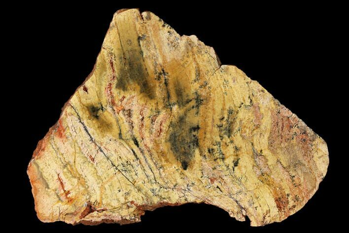 Strelley Pool Stromatolite Slab - Billion Years Old #150669